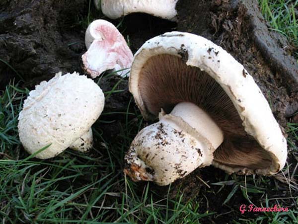 agaricus