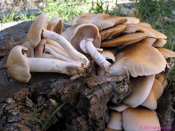 agrocybe