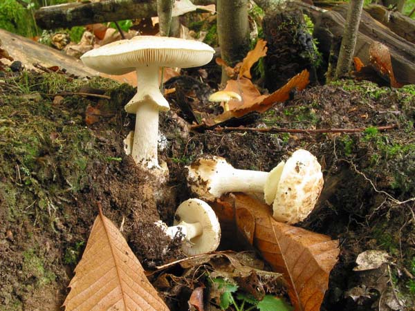 amanita