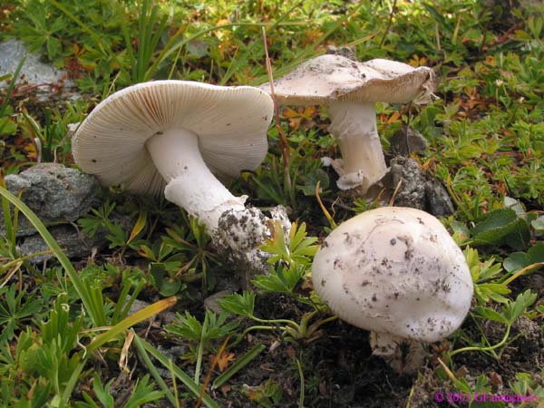 amanita