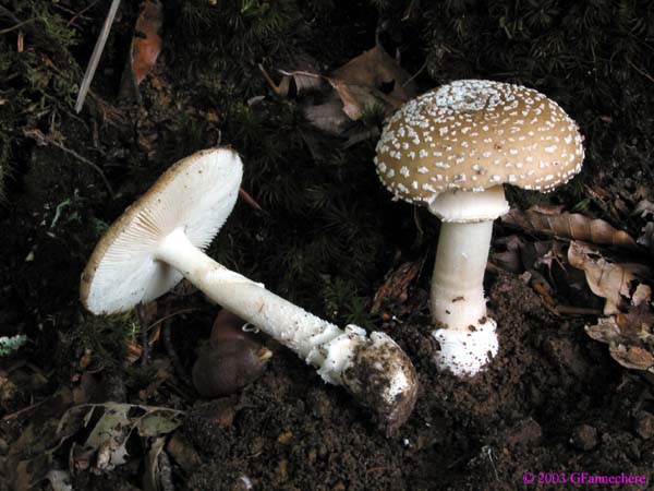 amanita