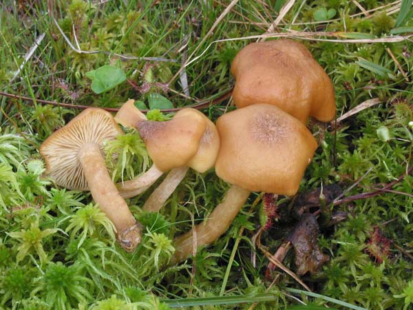 armillaria