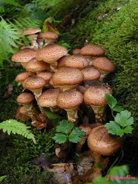 armillaria