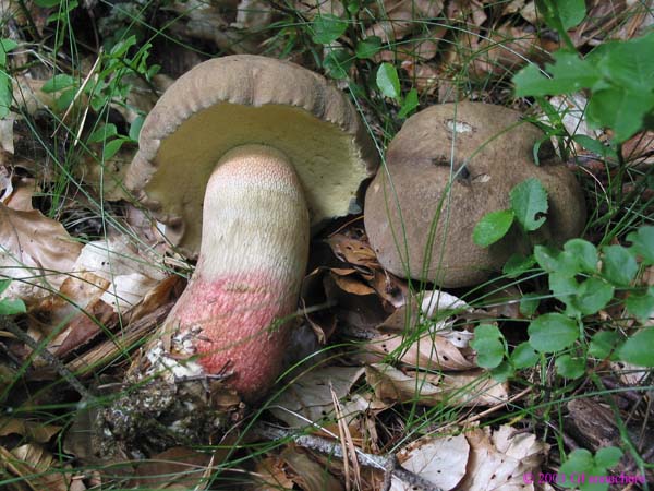 boletus