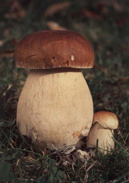 boletus