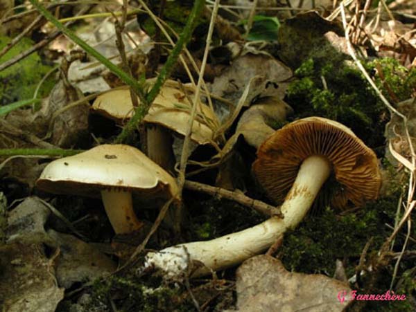 cortinarius