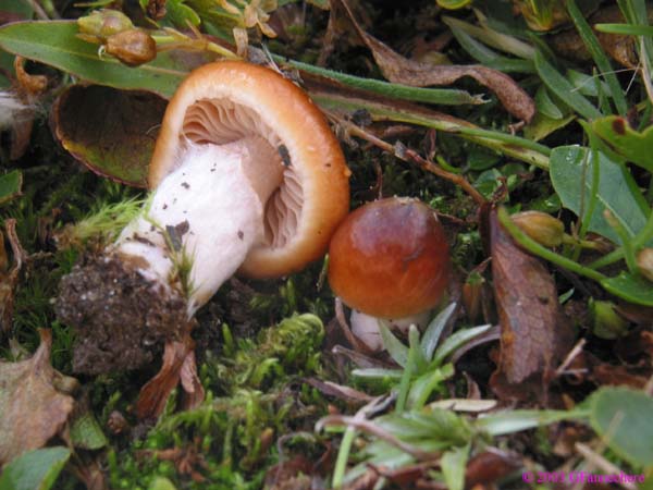 cortinarius