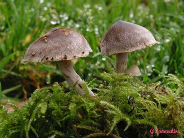 cortinarius