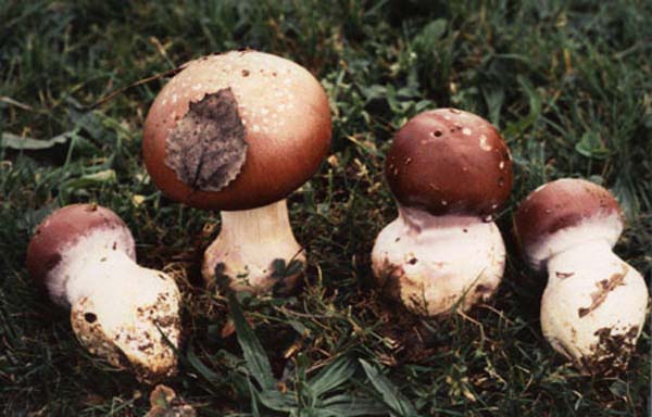 cortinarius