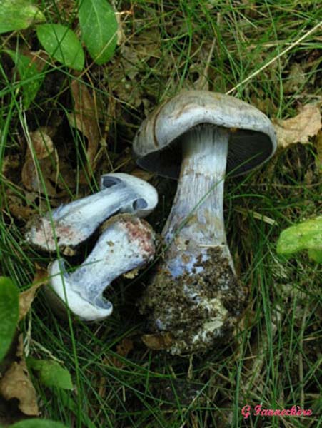 cortinarius