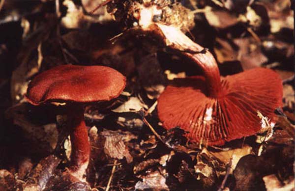 cortinarius