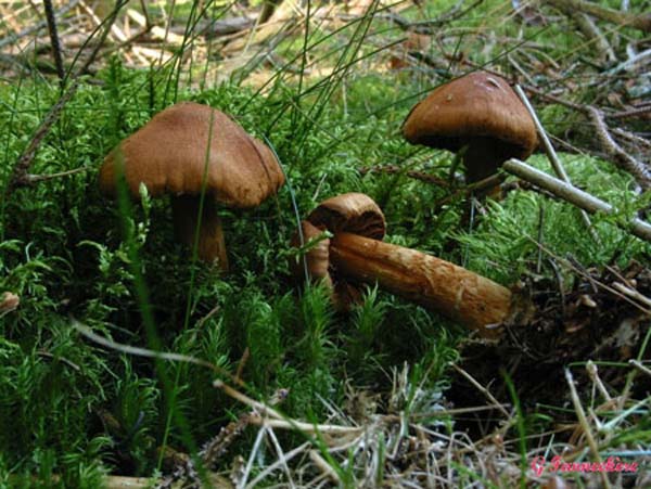 cortinarius