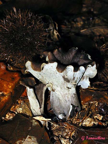 craterellus