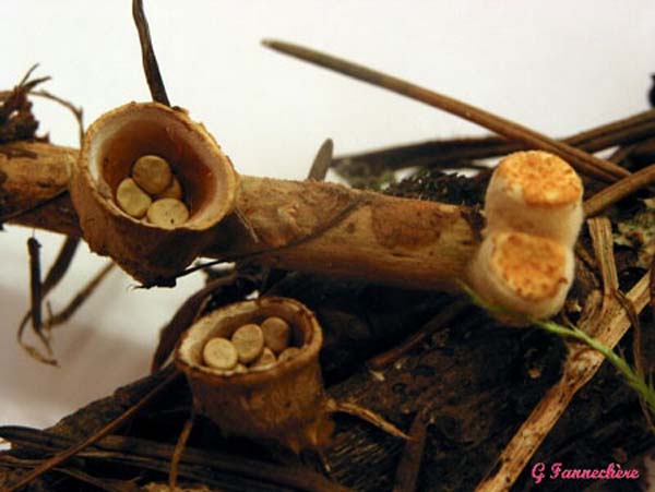 crucibulum