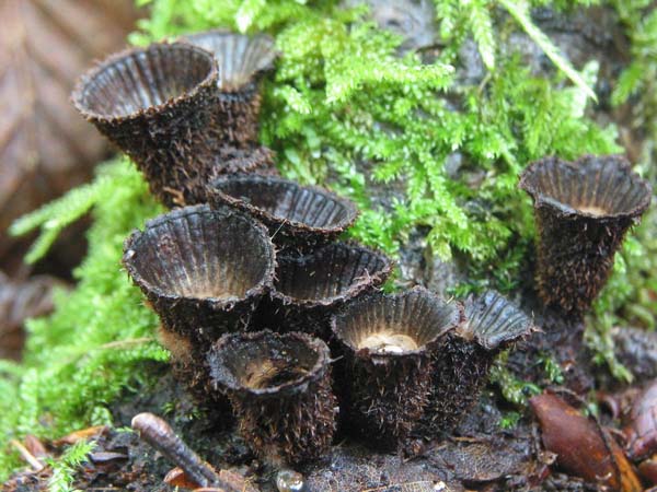 cyathus