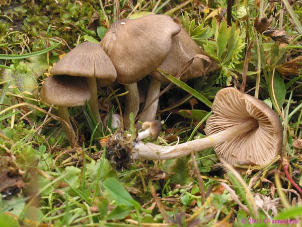 entoloma