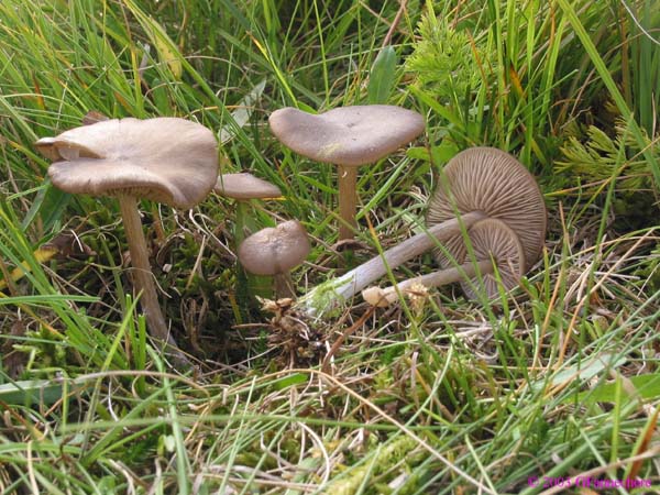 entoloma