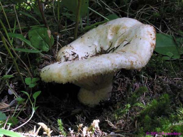 lactarius