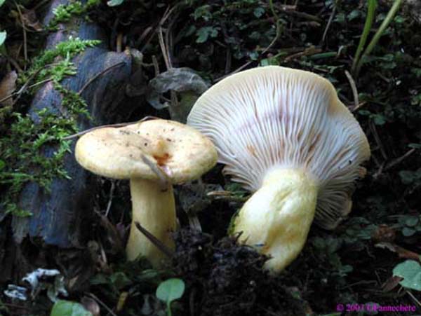 lactarius