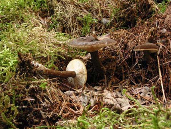 lactarius