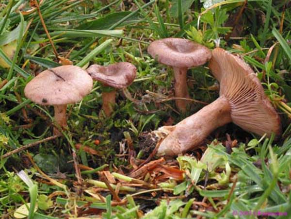 lactarius