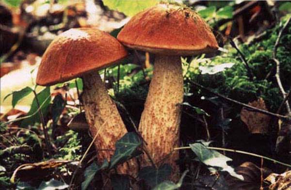 leccinum