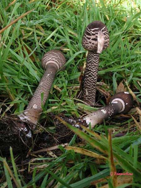 macrolepiota