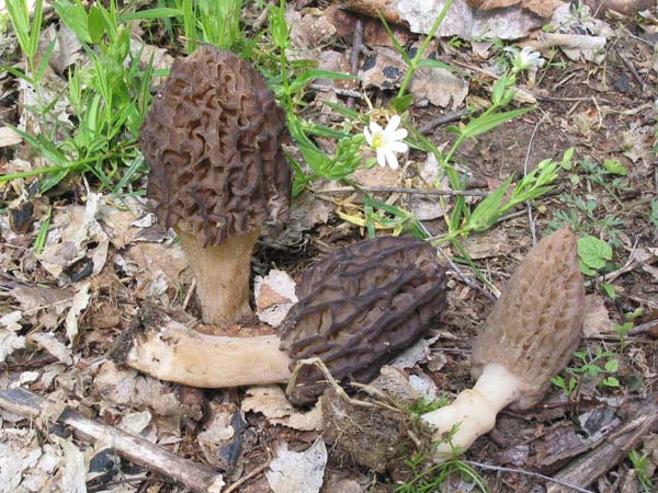 morchella_costata