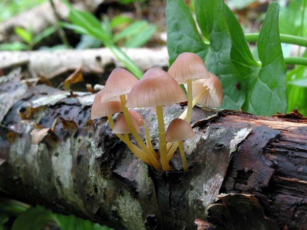 mycena_renatii