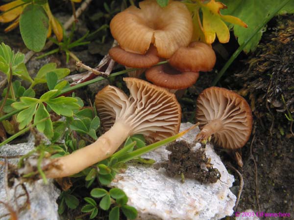 omphalotus