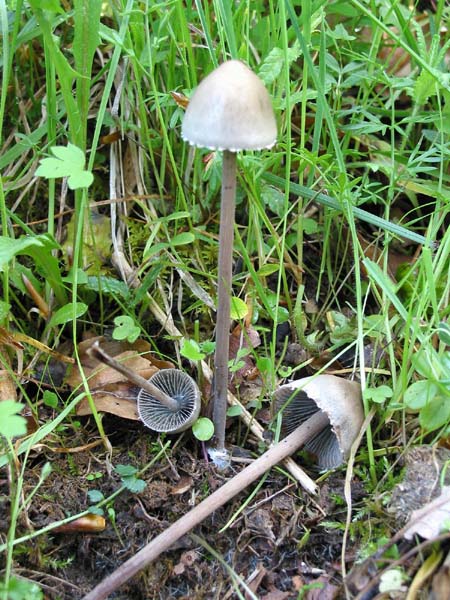 panaeolus_sphrinctinus