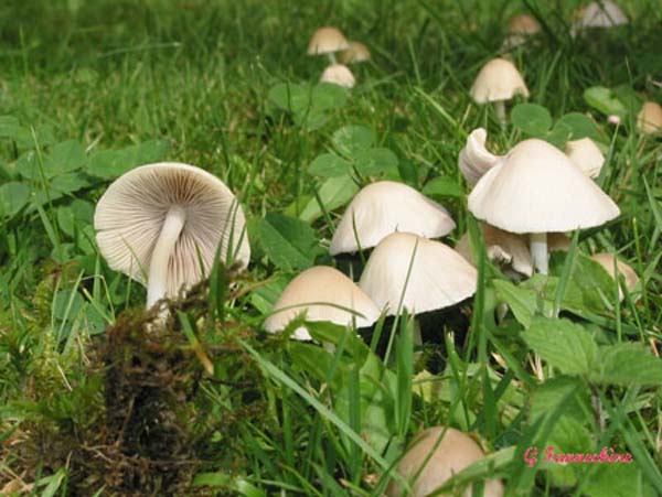 psathyrella