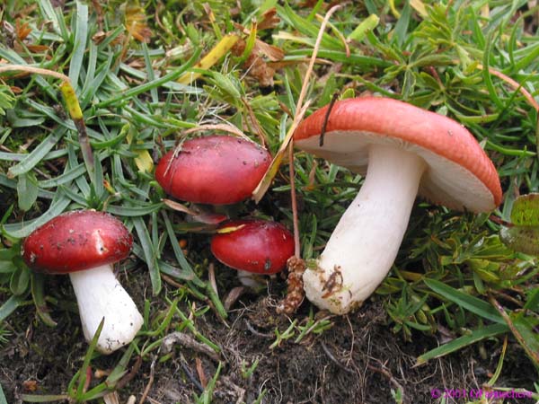 russula