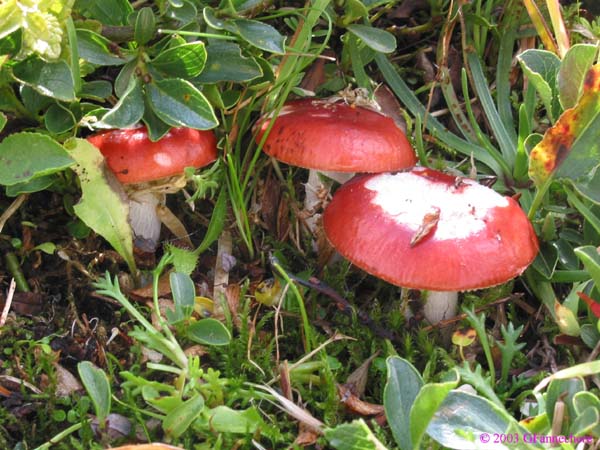 russula