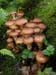 armillaria