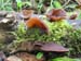 auricularia_judae