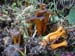 cantharellus