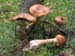 cortinarius