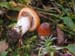 cortinarius