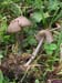 entoloma