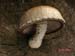 hemipholiota