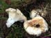 lactarius