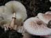 leucoagaricus