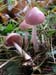 mycena