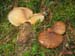 paxillus