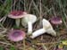 russula