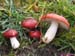 russula