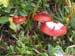 russula